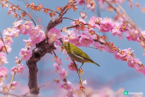 春節・日本旅行