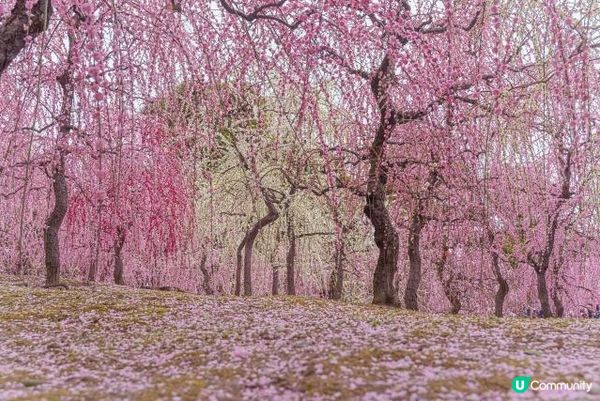 春節・日本旅行