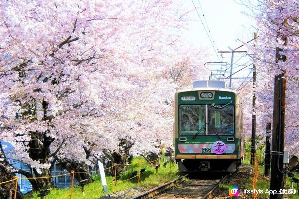 復活節旅行・京都之桜
