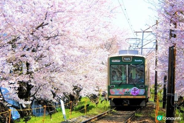 復活節旅行・京都之桜