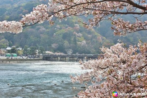 復活節旅行・京都之桜