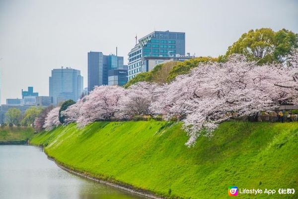 東京的櫻花・千鳥ヶ淵。