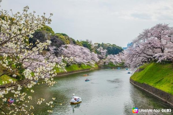 東京的櫻花・千鳥ヶ淵。