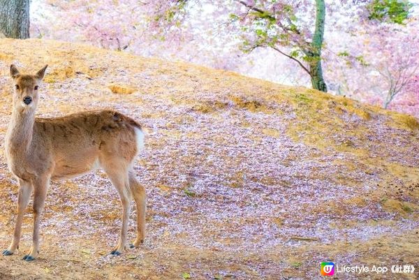 春天的奈良・若草山櫻花