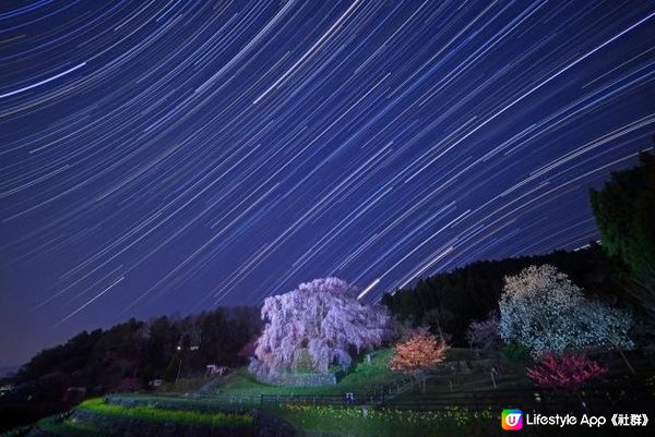 又兵衛櫻的夜晚