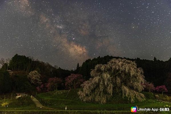 又兵衛櫻的夜晚