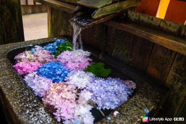 京都的水無月賞紫陽花