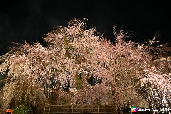 丸山公园的祇园夜樱