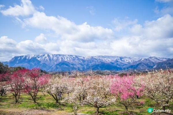 三重之梅花