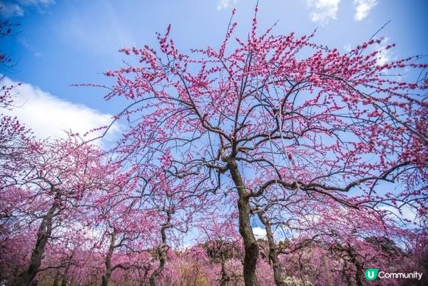 三重之梅花