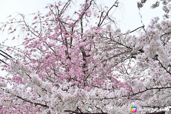 平野神社的領頭櫻花開放時，京都的賞花季節就開始