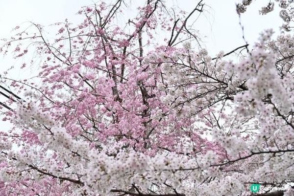 平野神社的領頭櫻花開放時，京都的賞花季節就開始