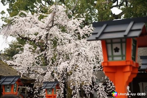 平野神社的領頭櫻花開放時，京都的賞花季節就開始
