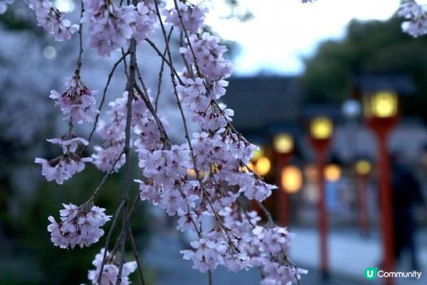 平野神社的領頭櫻花開放時，京都的賞花季節就開始