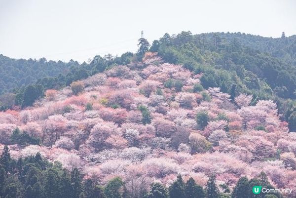 這是這是就像花開在吉野山