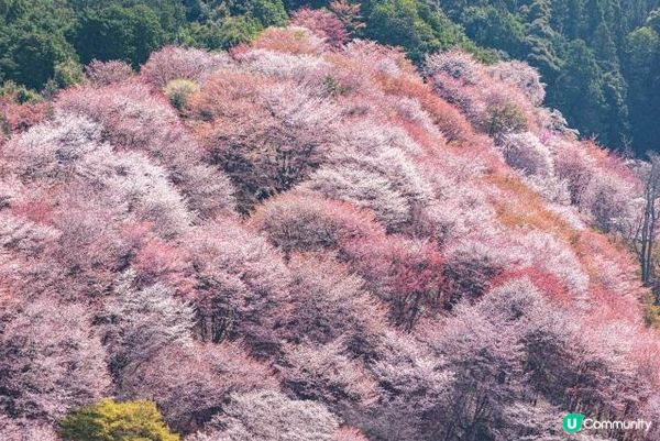 這是這是就像花開在吉野山