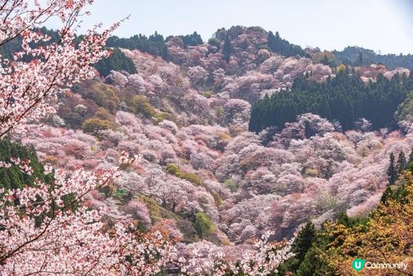 這是這是就像花開在吉野山