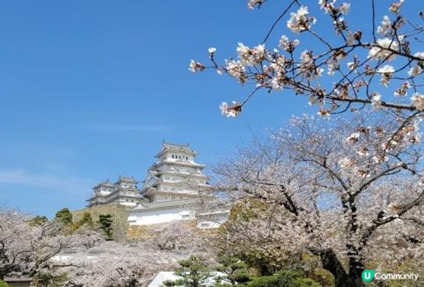 櫻花和姬路城