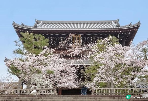 欣賞凋零的櫻花