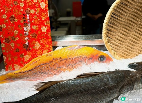 九龍城隱世居酒屋，日本🇯🇵直送花笛鯛一魚二食美味しい😋