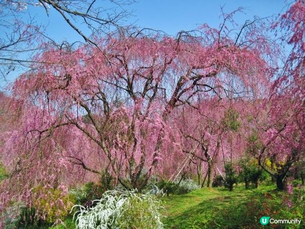 原谷苑的櫻花
