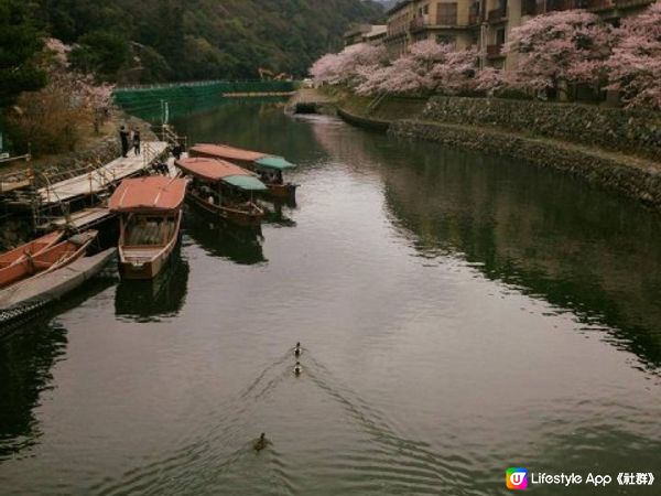 喜歡郊遊式賞櫻？宇治/嵐山/奈良岩哂你！