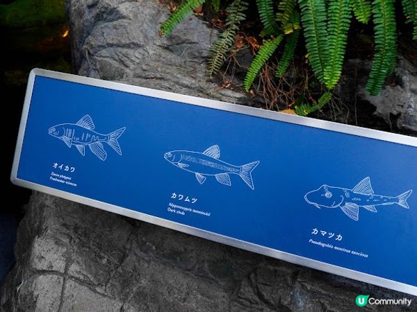【大阪】觀光．全方位環繞主水槽的水族館｜ 海遊館 Osaka Aquarium KAIYUKAN