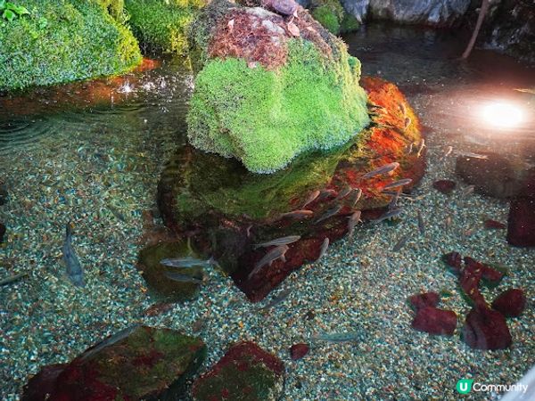 【大阪】觀光．全方位環繞主水槽的水族館｜ 海遊館 Osaka Aquarium KAIYUKAN