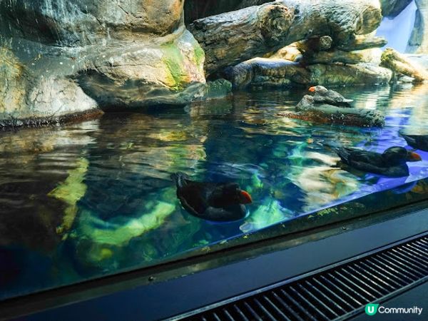 【大阪】觀光．全方位環繞主水槽的水族館｜ 海遊館 Osaka Aquarium KAIYUKAN