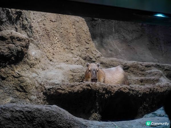 【大阪】觀光．全方位環繞主水槽的水族館｜ 海遊館 Osaka Aquarium KAIYUKAN