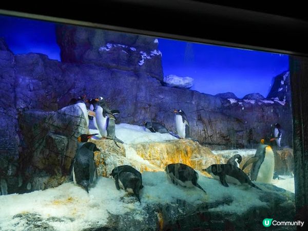 【大阪】觀光．全方位環繞主水槽的水族館｜ 海遊館 Osaka Aquarium KAIYUKAN