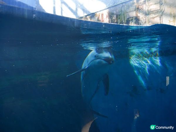 【大阪】觀光．全方位環繞主水槽的水族館｜ 海遊館 Osaka Aquarium KAIYUKAN