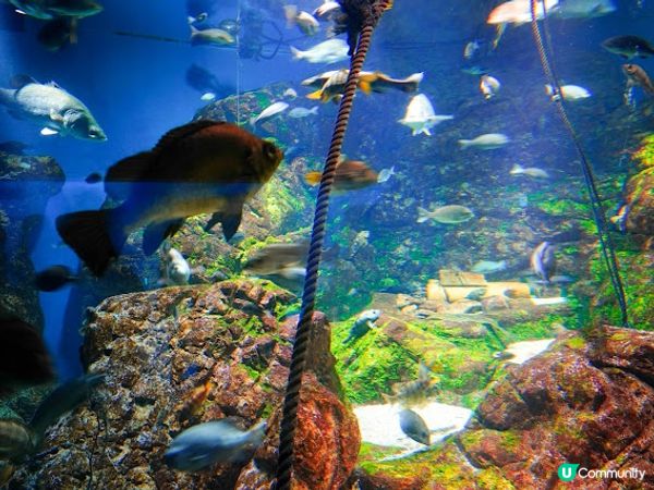【大阪】觀光．全方位環繞主水槽的水族館｜ 海遊館 Osaka Aquarium KAIYUKAN