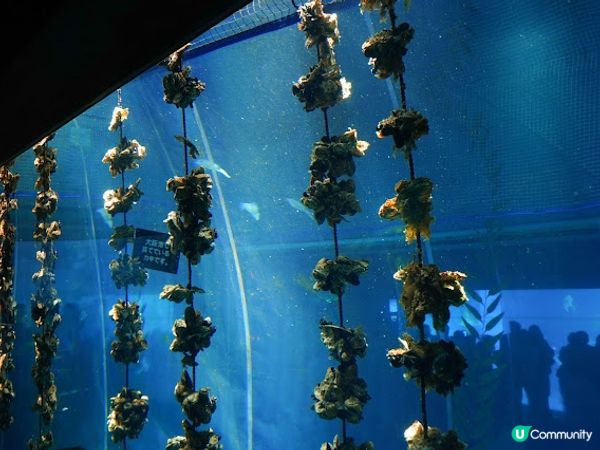 【大阪】觀光．全方位環繞主水槽的水族館｜ 海遊館 Osaka Aquarium KAIYUKAN