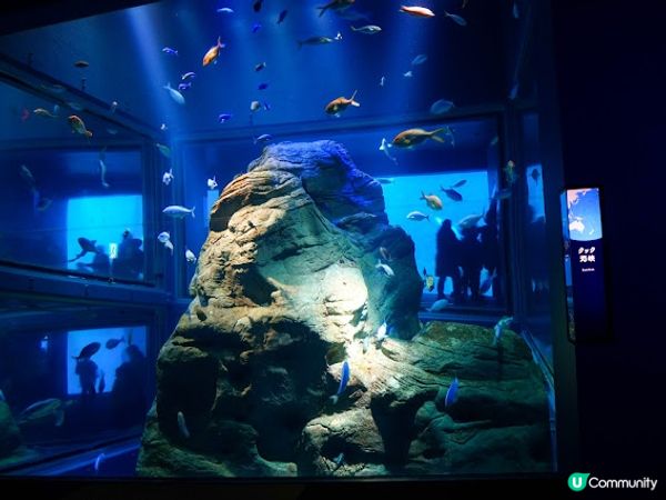 【大阪】觀光．全方位環繞主水槽的水族館｜ 海遊館 Osaka Aquarium KAIYUKAN