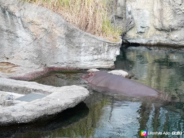 【大阪】觀光．建在市中心的古老動物園三大之一｜天王寺動物園 Tennoji Zoo