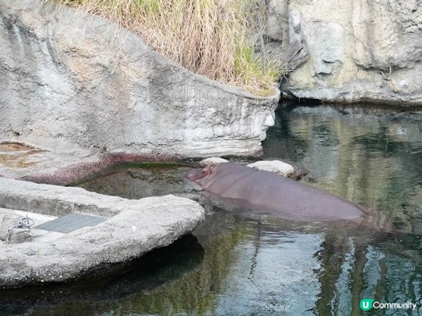 【大阪】觀光．建在市中心的古老動物園三大之一｜天王寺動物園 Tennoji Zoo