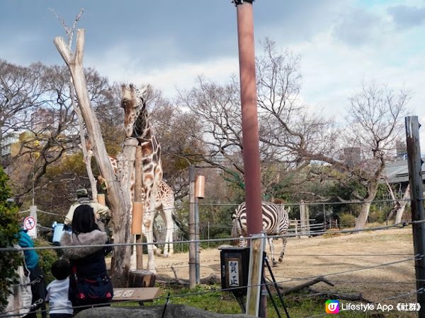 【大阪】觀光．建在市中心的古老動物園三大之一｜天王寺動物園 Tennoji Zoo