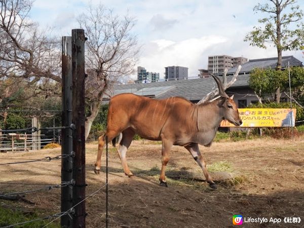 【大阪】觀光．建在市中心的古老動物園三大之一｜天王寺動物園 Tennoji Zoo