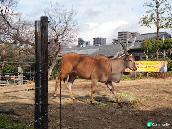 【大阪】觀光．建在市中心的古老動物園三大之一｜天王寺動物園 Tennoji Zoo