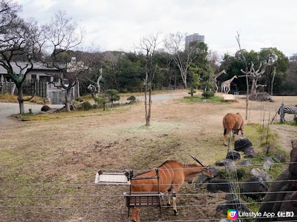 【大阪】觀光．建在市中心的古老動物園三大之一｜天王寺動物園 Tennoji Zoo