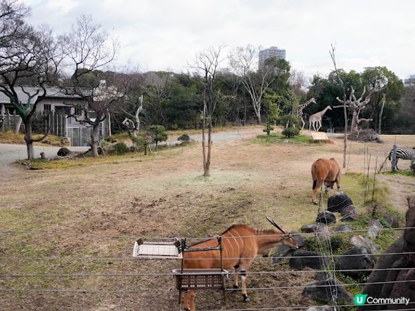 【大阪】觀光．建在市中心的古老動物園三大之一｜天王寺動物園 Tennoji Zoo