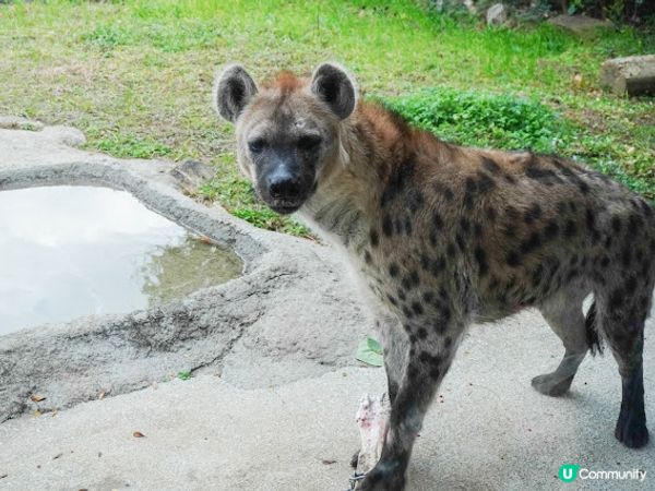 【大阪】觀光．建在市中心的古老動物園三大之一｜天王寺動物園 Tennoji Zoo
