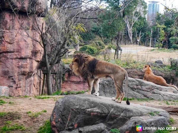 【大阪】觀光．建在市中心的古老動物園三大之一｜天王寺動物園 Tennoji Zoo