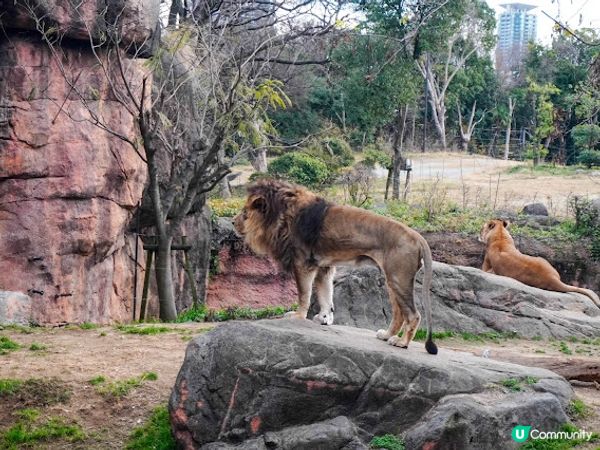 【大阪】觀光．建在市中心的古老動物園三大之一｜天王寺動物園 Tennoji Zoo