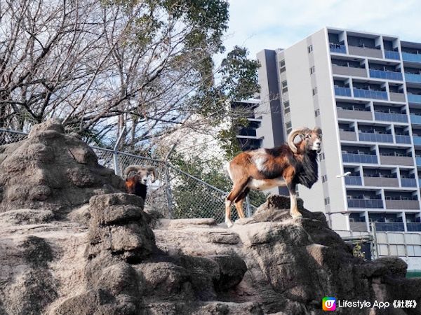 【大阪】觀光．建在市中心的古老動物園三大之一｜天王寺動物園 Tennoji Zoo