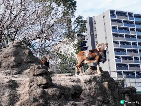 【大阪】觀光．建在市中心的古老動物園三大之一｜天王寺動物園 Tennoji Zoo