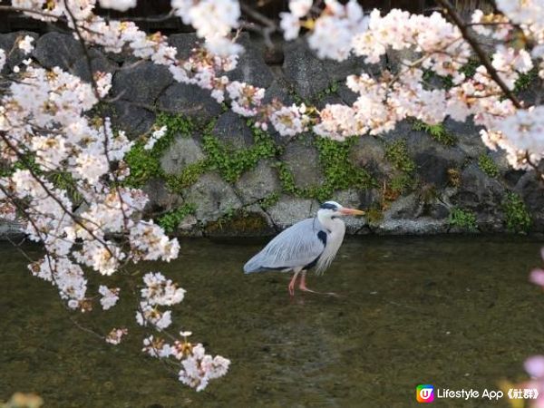 春天的祗園。