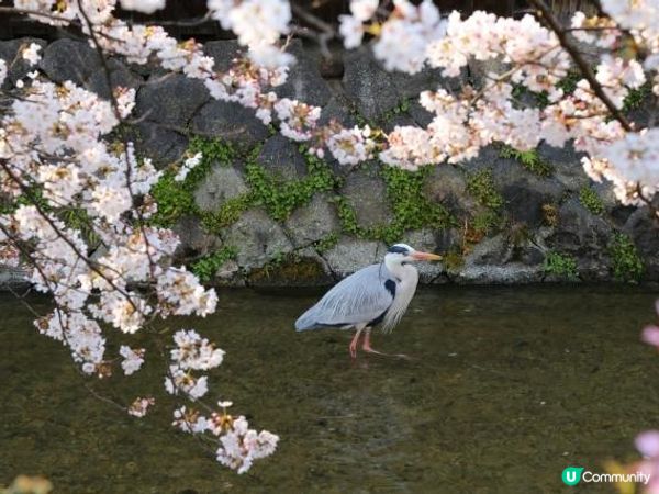 春天的祗園。