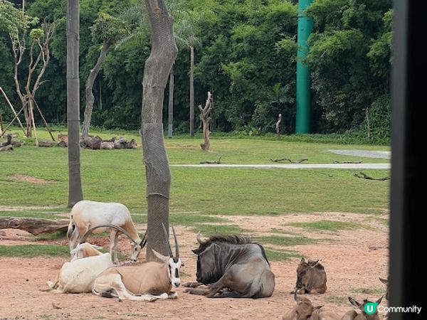 【親子好去處】暑假必玩! 長隆野生動物世界遊玩攻略